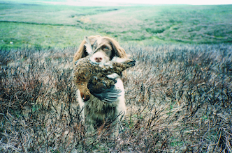 Tilly on the prairie